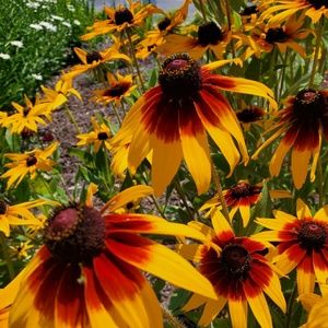 Meet your Posher, P.